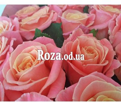 17 персиковых роз 2