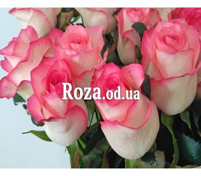 25 оригинальных роз Джумилия 2