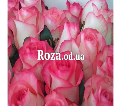 25 оригинальных роз Джумилия 4