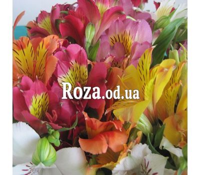 29 альстромерій 1