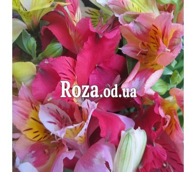 29 альстромерій 2