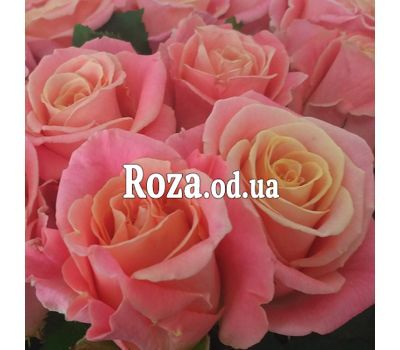 51 персиковая роза 1