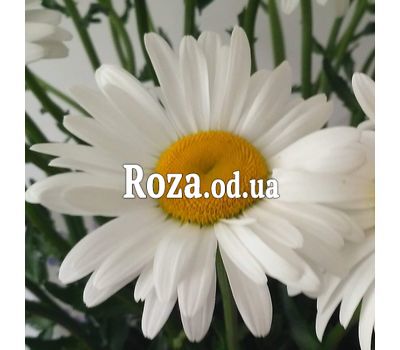 Букет із 19 ромашок 1
