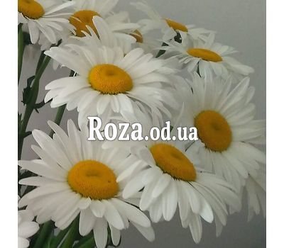 Букет із 19 ромашок 2