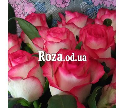 Роза Джамиля в коробке - 2