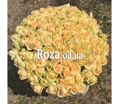101 cream rose 60 cm 1