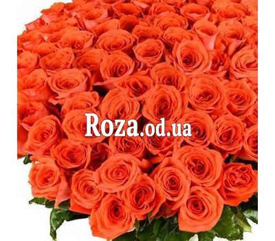 101 оранжевая роза 60 см 1