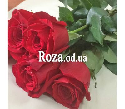 5 красных импортных роз