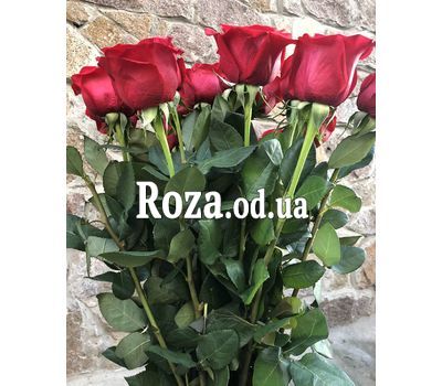 21 імпортна червона троянда 1