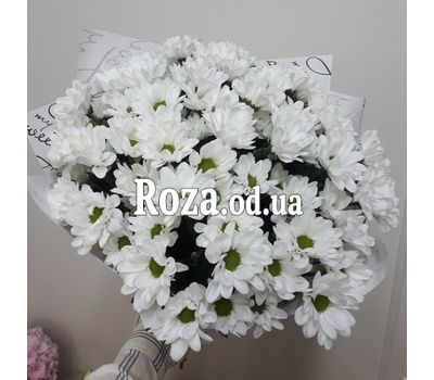 11 chamomile chrysanthemums - 3