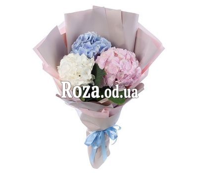 Multi-colored hydrangeas