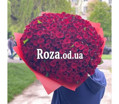201 roses 70 cm 2