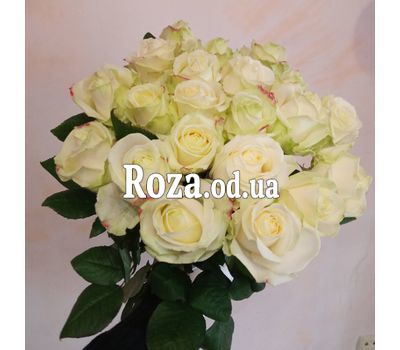 25 white roses in a bouquet 10