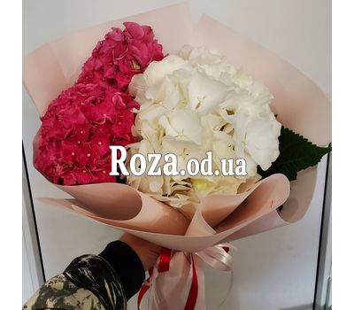 Multi-colored hydrangeas 1