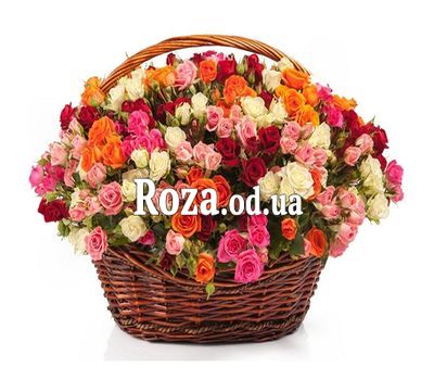 101 cluster rose
