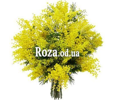 11 гілок мімози