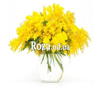 9 веток мимозы