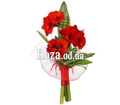 Bouquet of Amaryllis