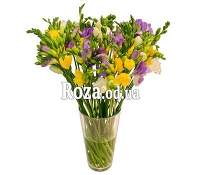 Букет из 25 фрезий
