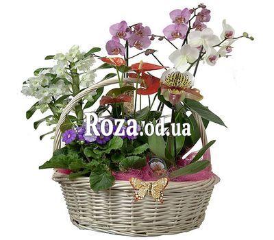 Домашний сад