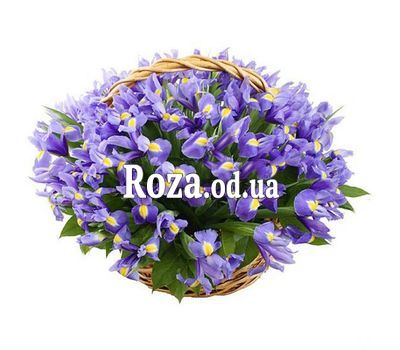 Корзина из 51 ириса
