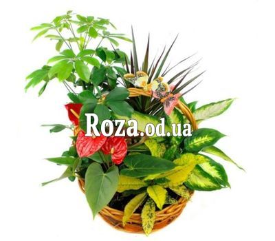 Корзина комнатных растений
