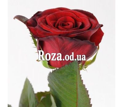 Количество выбираете Вы