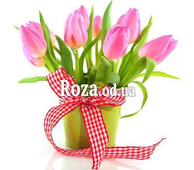 Tulips in flower pots