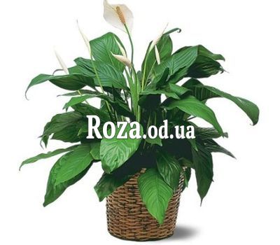 Спатифиллум (Женское счастье)