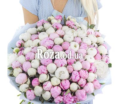 101 белый и розовый пион