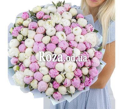 101 белый и розовый пион