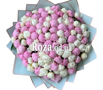 101 белый и розовый пион