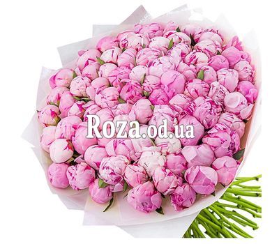 101 pink peonies