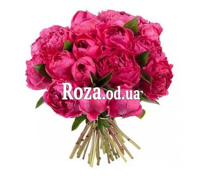 13 бордовых пионов