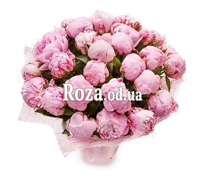 29 pink peonies