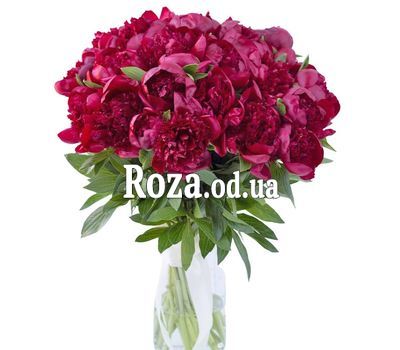35 бордовых пионов