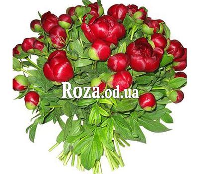 39 бордовых пионов