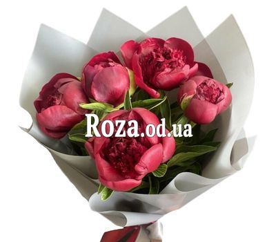 5 бордовых пионов