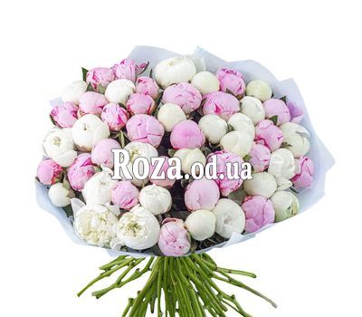 55 белых и розовых пионов