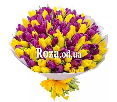 111 purple and yellow tulips