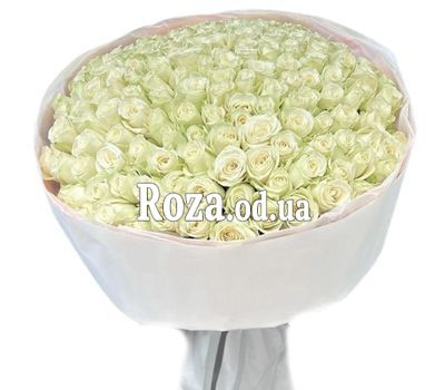 151 white roses 70 sm