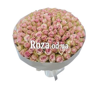 151 кремово-розовая роза