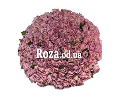 151 пудровая роза