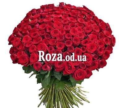 151 роза 70 см