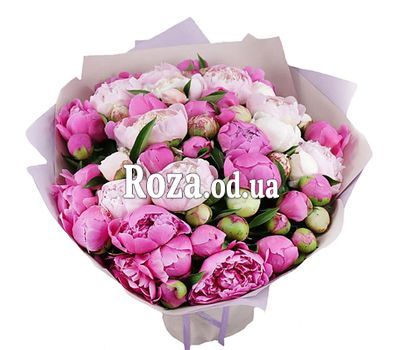 55 разноцветных пионов