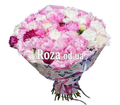 75 разноцветных пионов