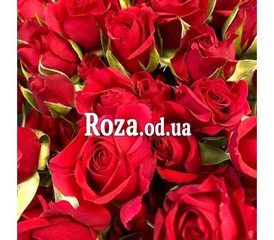 Красная кустовая роза 2