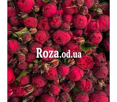 Peony roses Piano Freiland 1