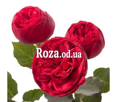Peony roses Piano Freiland
