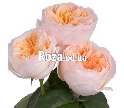 Peony roses Juliet David Austin 1